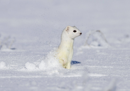 Самого крошечного хищника на планете заметили на улицах Москвы