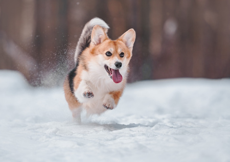 Корги умерла из-за отравления крысиным ядом на прогулке в Москве