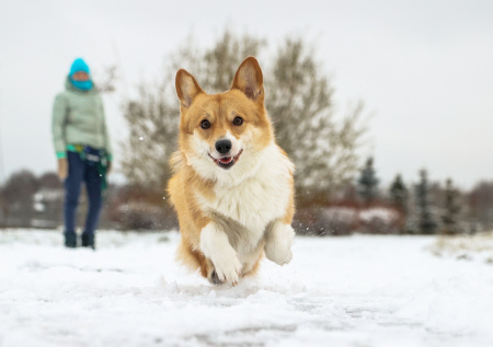 Ветеринар рассказал, как вовремя распознать переохлаждение у собаки