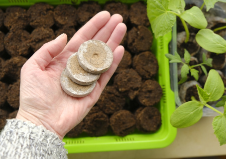 Садовод раскрыла секрет, как избежать гибели всходов земляники от грибка