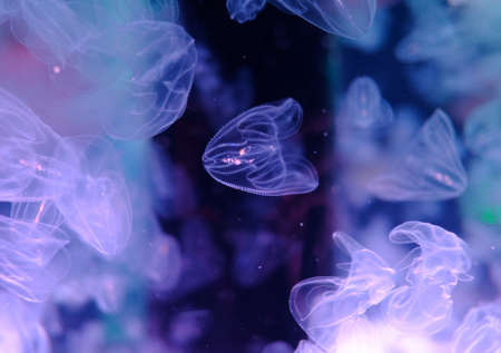 Венеция столкнулась с нашествием опасных медуз