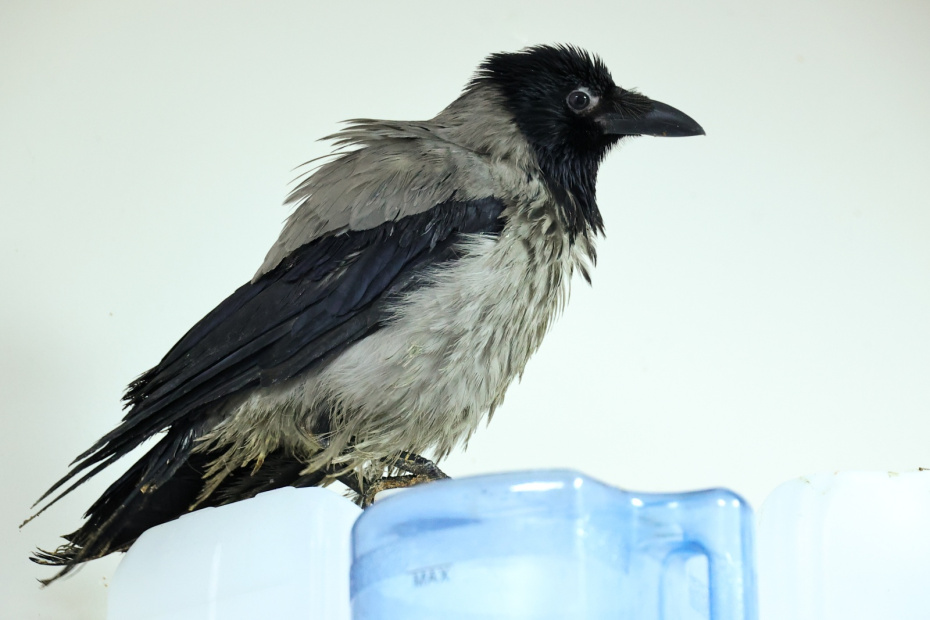 Приметы о птицах и зверях