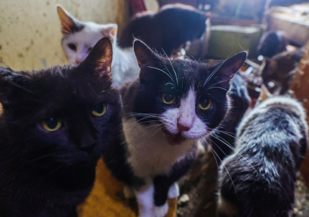 Москвичка превратила свою квартиру в «зоопарк»