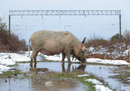 Бездомные свиньи терроризируют жителей российского города
