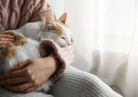 Финэксперт оценил идею о запрете использования питомцев в качестве залога