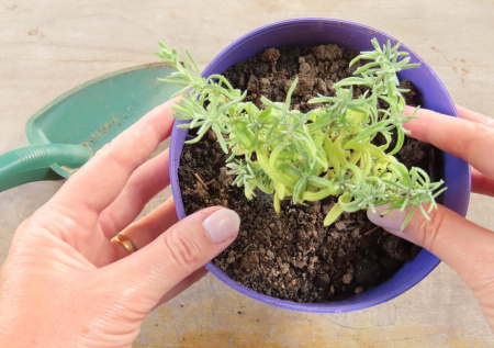 Садовод раскрыла секрет посева цветов для роскошной клумбы летом