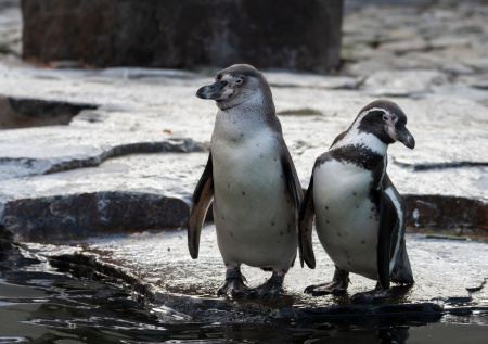 В Нью-Йорке пингвины не выдержали мороз и сбежали из аквариума