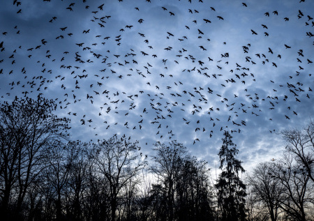 Гладков опубликовал видео с загадочным поведением птиц