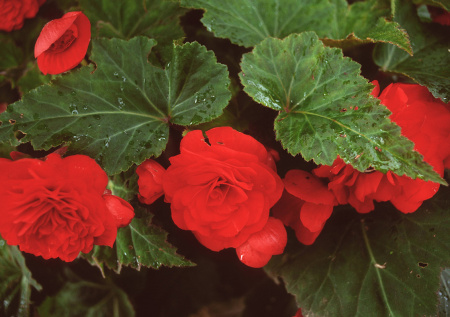 Тенистый уголок — не повод отказываться от красоты: как бегонии превратят сумрак в праздник цвета!