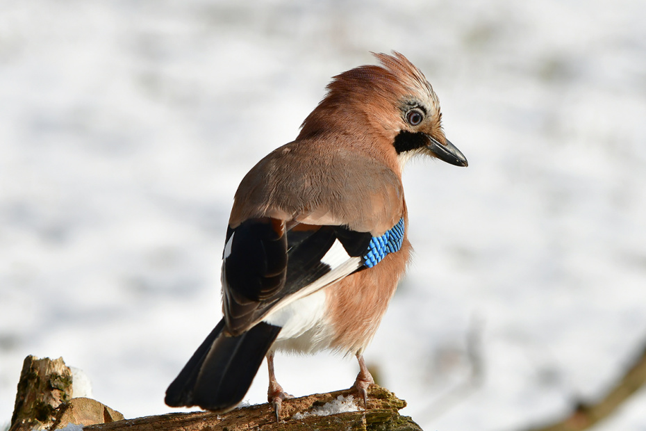 Ефимов день: народные приметы