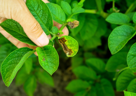 Фитофтора — не приговор: как уберечь томаты и собрать богатый урожай без потерь!