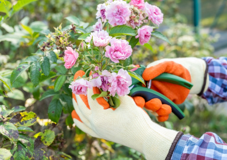 Розы для ленивых дачников: какие кусты растут сами, не болеют и цветут сотнями бутонов без укрытия и лишних хлопот