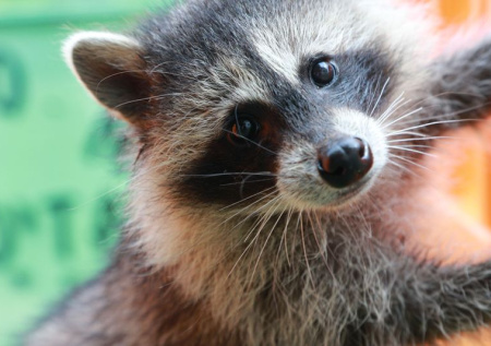 Общественник ответил, нужно ли закрывать зоокафе