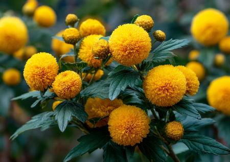 Соседи будут просить семена: цветок с махровыми соцветиями, напоминающими огромные помпоны