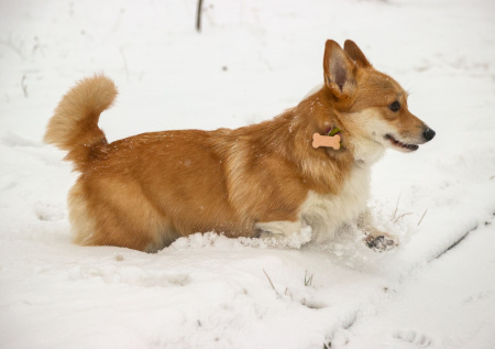 Ветеринар рассказал, как правильно мыть собаку зимой