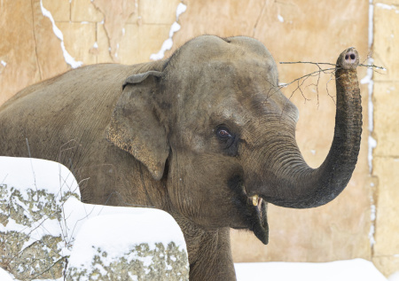 Слон-рецидивист растоптал человека