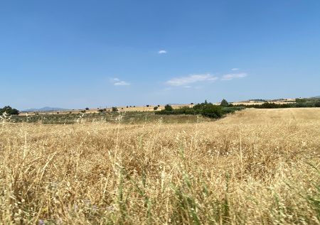 Климатолог оценила вероятность засушливого лета в России в 2026 году