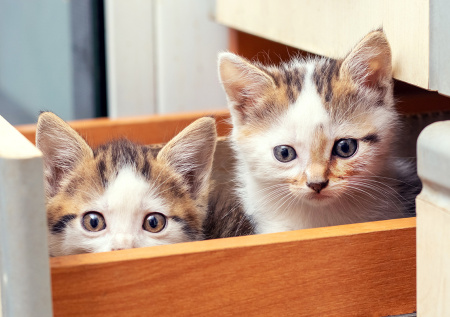 Игривые коты чуть не лишили хозяйку квартиры