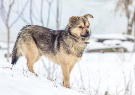 На Камчатке спасли двух собак, дрейфовавших на отколотой льдине