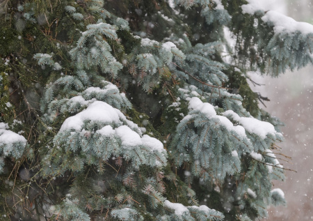 Стало известно, когда прекратятся аномальные морозы в Москве