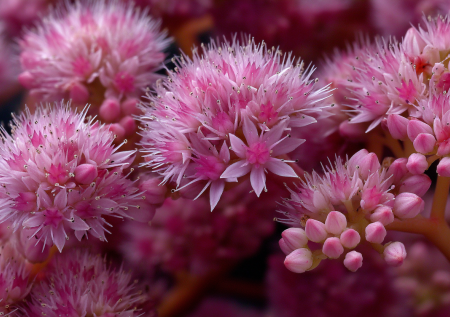 Цветок для дачников выходного дня: не засохнет и будет встречать вас в субботу во всей красе