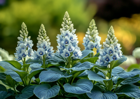 Цветет даже там, где не растет трава: многолетник для тех, кто не успевает ухаживать за садом