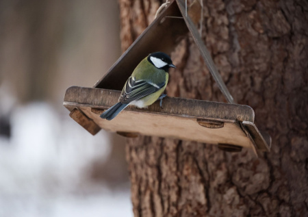 Орнитолог объяснила, почему птицы начинают активно петь в середине зимы