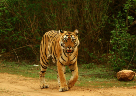 Тигр растерзал пожилого фермера