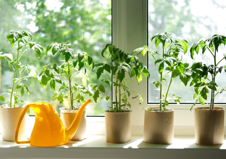 Секрет крепкой рассады без лишних потерь: как правильно пикировать томаты, чтобы они росли сильными и дали щедрый урожай