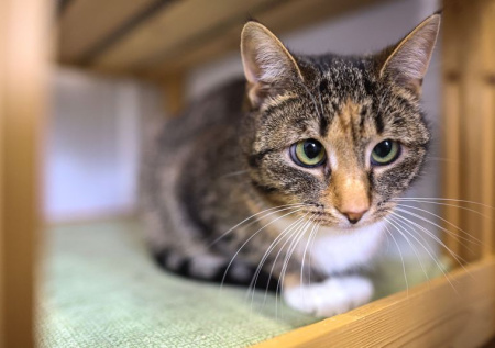 Зоозащитник оценил предложение конфисковать питомцев у жестоких хозяев