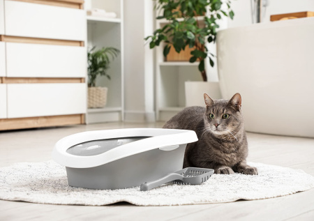 Ветеринар рассказал, чем опасна неправильная уборка кошачьего лотка