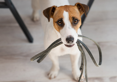 Юрист ответил, какие действия подпадают под жестокое обращение с животным