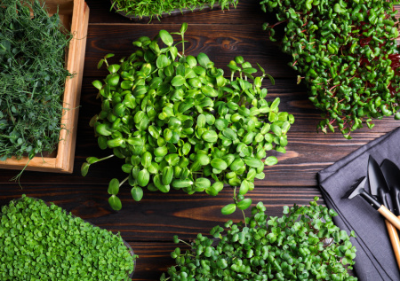 Микрозелень для новичков: что можно вырастить всего за 5 дней