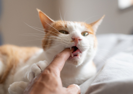 Укус кошки во сне: что значит для любви и денег