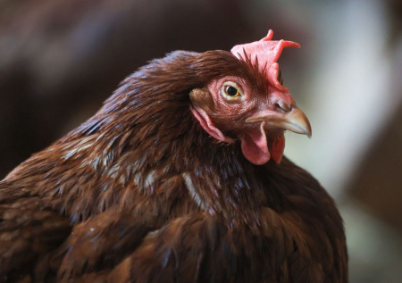 Куры, кролики, козы: правила содержания животных на садовых участках — 2026