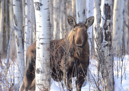 Россиянам объяснили, что делать при встрече с диким лосем