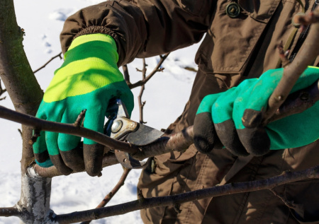 Дачникам рассказали, стоит ли заниматься деревьями на участке в феврале