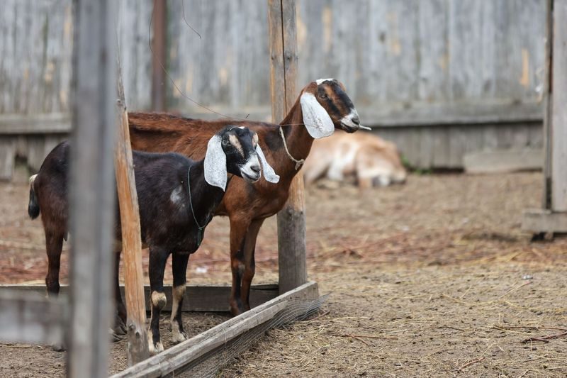 Куры, кролики, козы: правила содержания животных на садовых участках — 2026