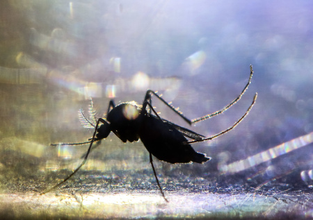 В РАН назвали вероятность эпидемии лихорадки чикунгунья в России