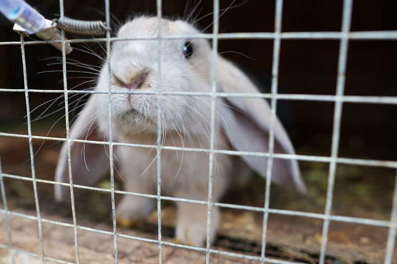 Закон о содержании животных на даче: кого можно держать в СНТ в 2026 году