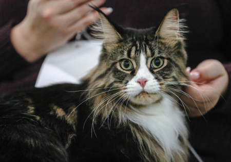 Ветеринар объяснил, почему кошки так часто манипулируют людьми