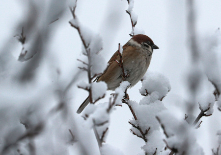 В России приближается перепись воробьев