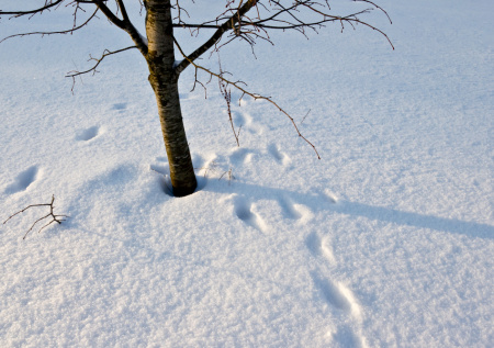 Россиянам рассказали, грозит ли обилие снега садовым культурам