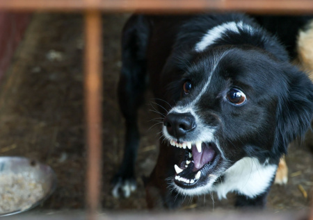 Массовая гибель животных произошла в российском приюте