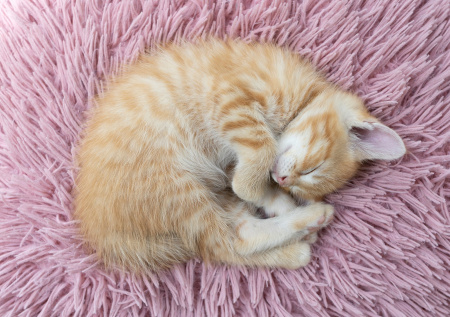 Зоопсихолог объяснила, как приучить кошку спать по ночам