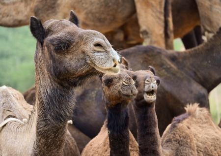 Верблюды обзавелись собственными паспортами в одной ближневосточной стране