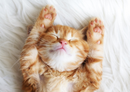 Названа неочевидная причина, почему кошки лежат на спине лапами вверх