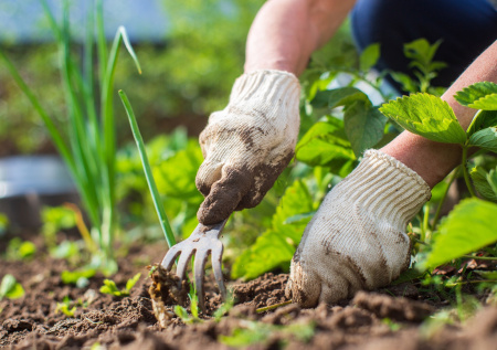 Россиянам напомнили о штрафе до 700 тыс. рублей за сорняки