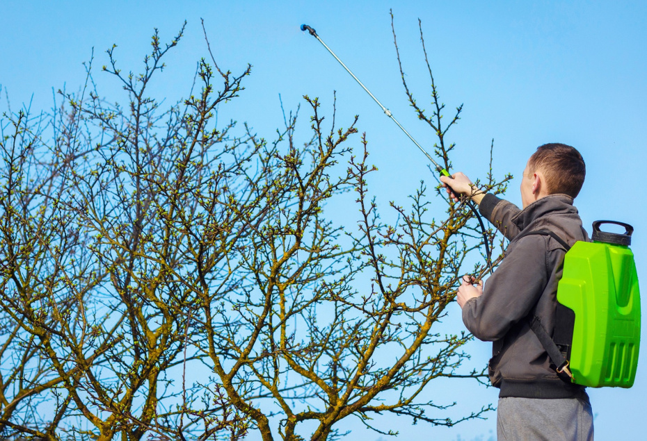 Опрыскивание деревьев после зимы