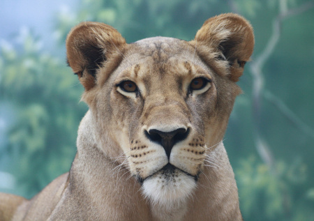 Лев набросился на прохожего в Махачкале